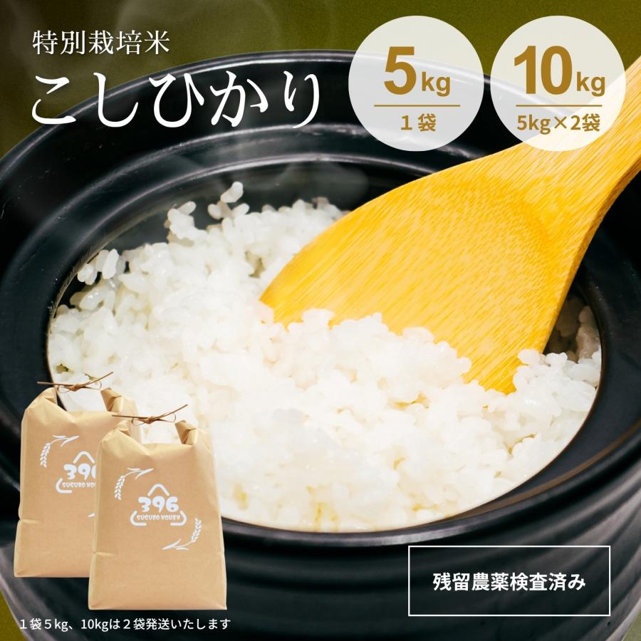 令和7年産 【5980円〜】 特別栽培米 コシヒカリ 残留農薬検査実施済