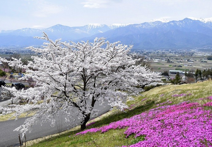 4月池田町の桜