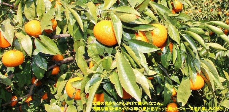 なつみジュース 720ml×2本 愛媛県産 JAえひめ南 : JAえひめ南