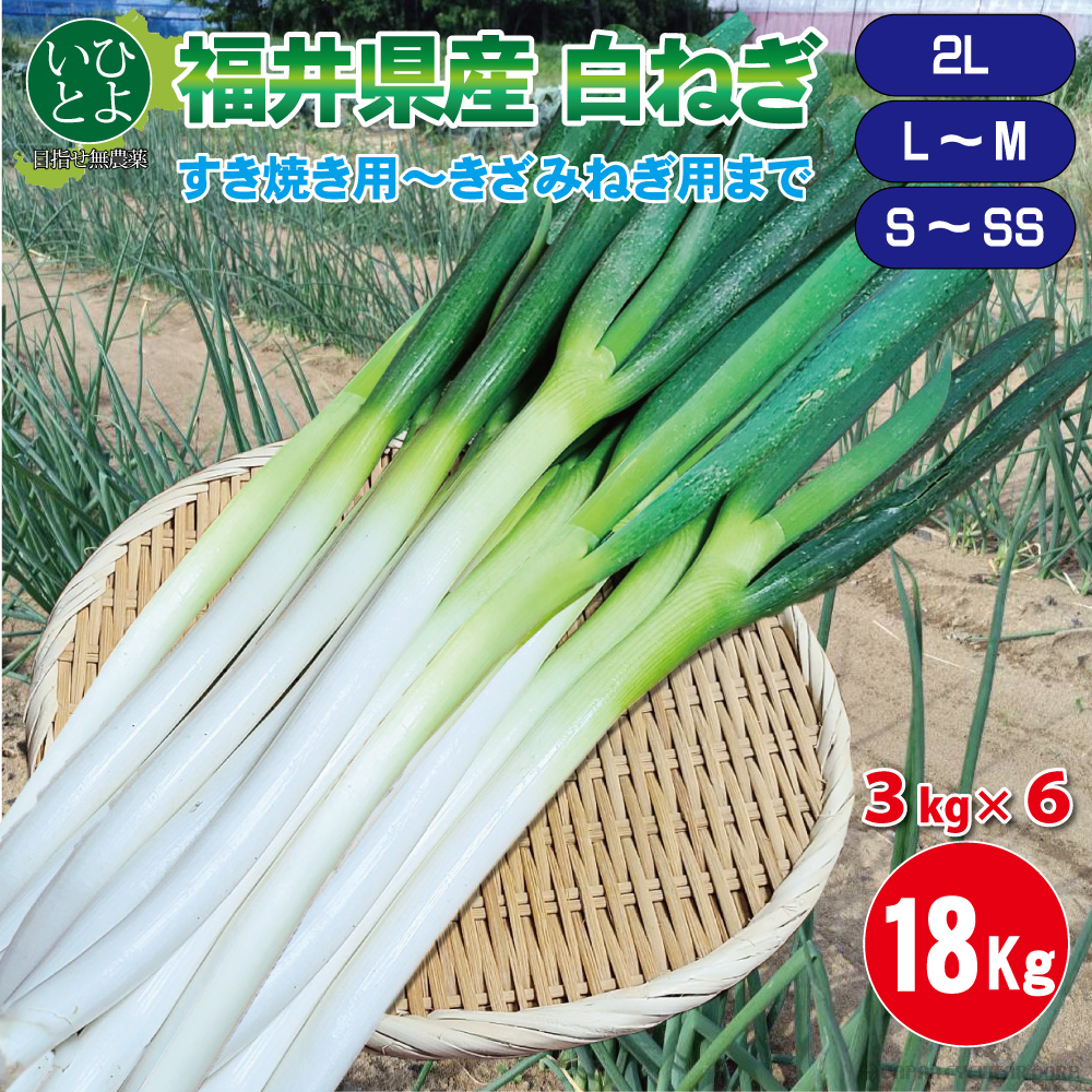 長ねぎ ねぎ 白ねぎ 野菜 福井 いひとよ 18kg 3kg×6箱 SS S M L 2L