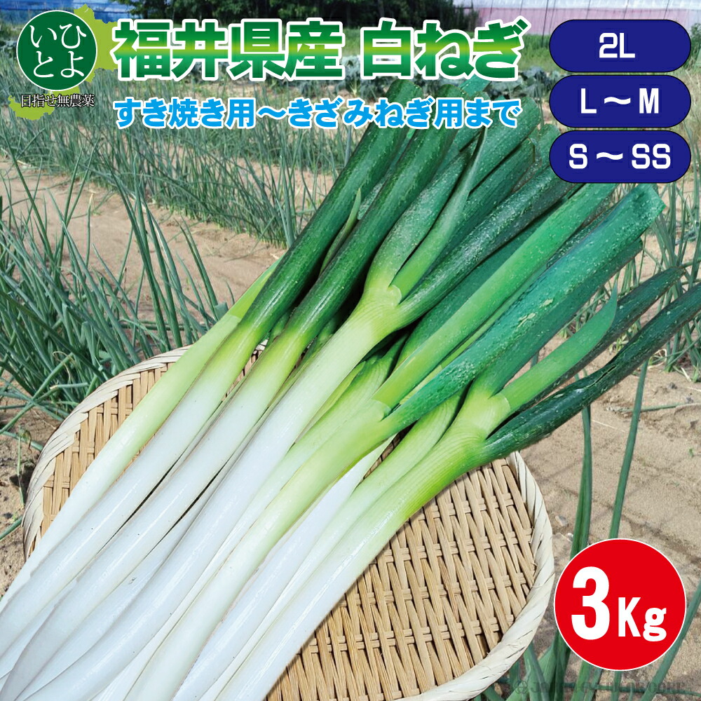 長ねぎ ねぎ 白ねぎ 業務用 野菜 福井 いひとよ 白ねぎ 3kg SS〜2L