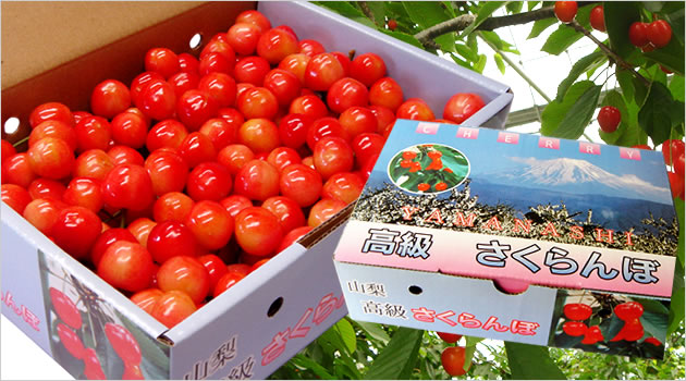 佐藤錦L500g