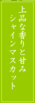 シャインマスカット