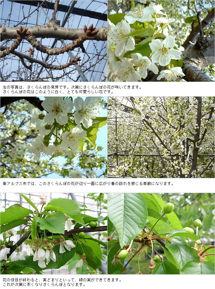 さくらんぼ発芽から花まで