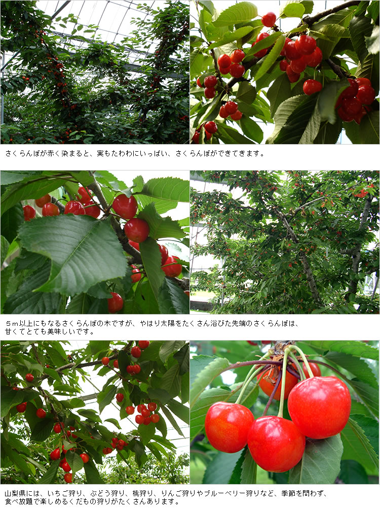 さくらんぼ花から実どまり