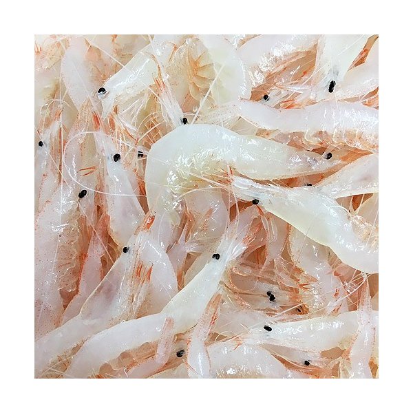  富山 冷凍シロエビ200g 