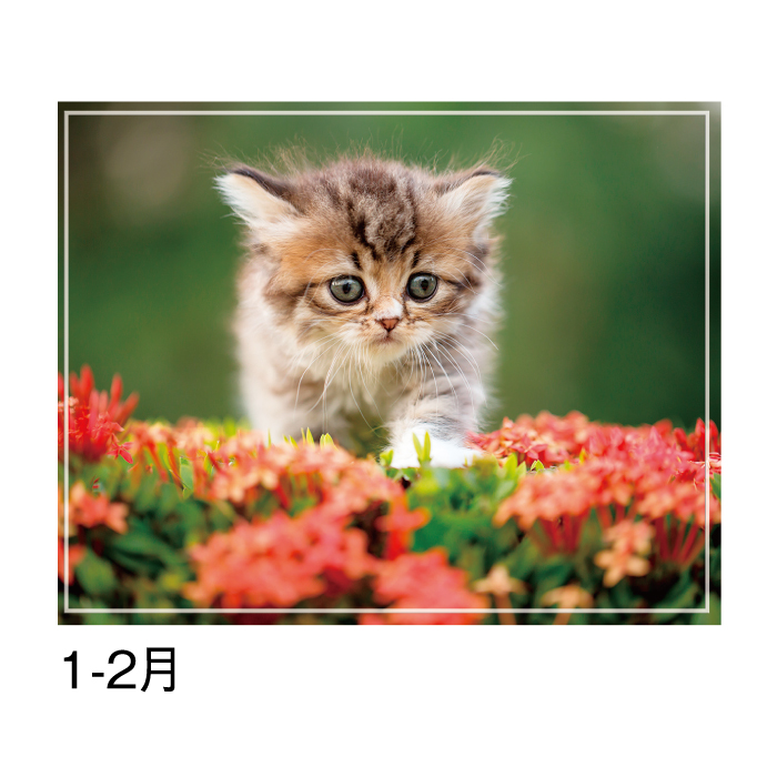 カレンダー 2026年 壁掛け マイスウィーティーキャット SG163 2026 猫