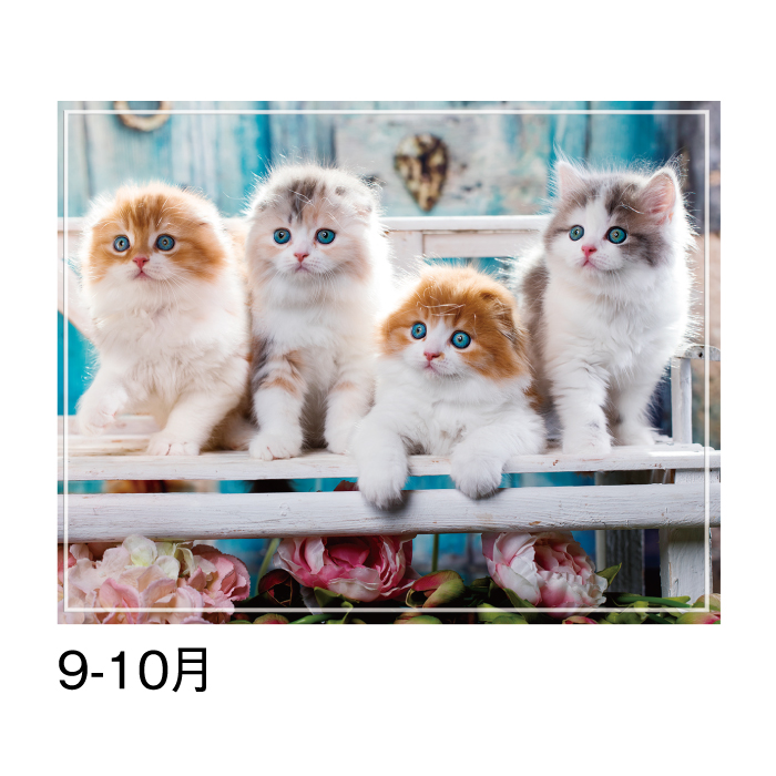 カレンダー 2026年 壁掛け マイスウィーティーキャット SG163 2026 猫