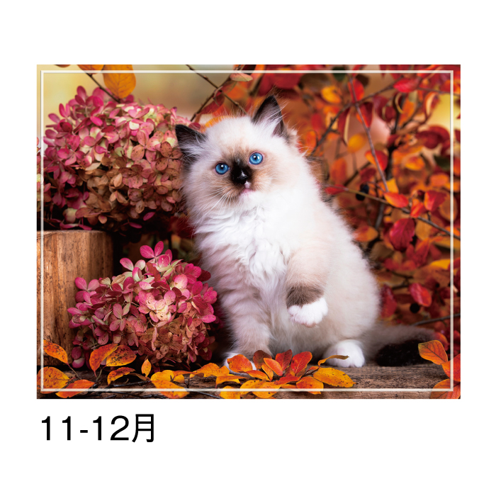 カレンダー 2026年 壁掛け マイスウィーティーキャット SG163 2026 猫