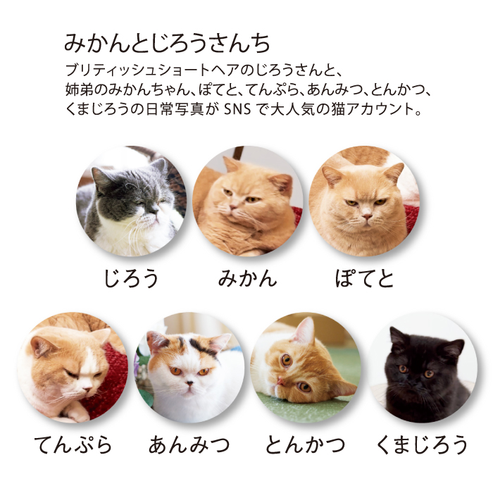 新日本カレンダー カレンダー 2027 壁掛け ねこと生活 みかんとじろう