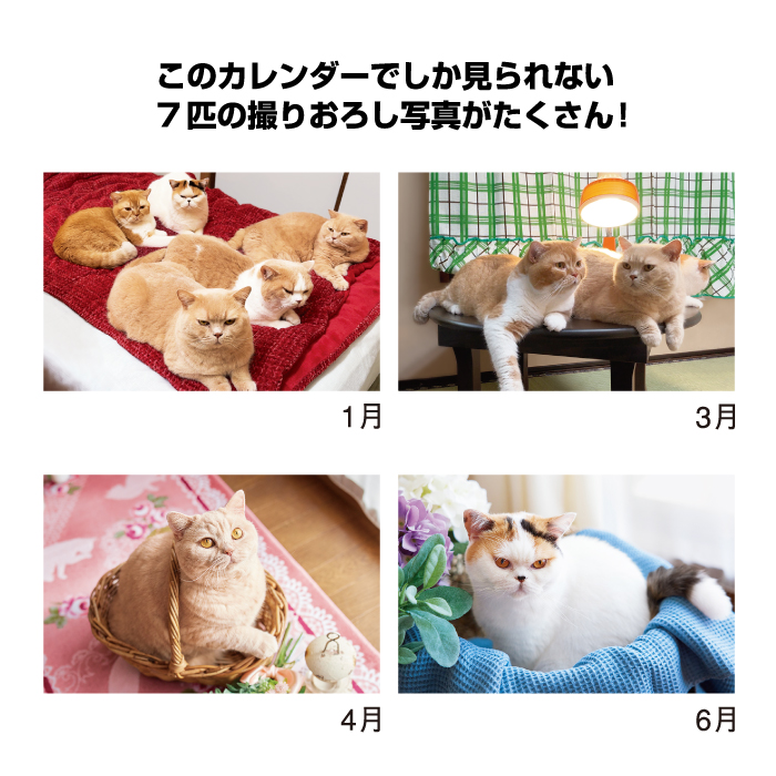 新日本カレンダー カレンダー 2027 壁掛け ねこと生活 みかんとじろう