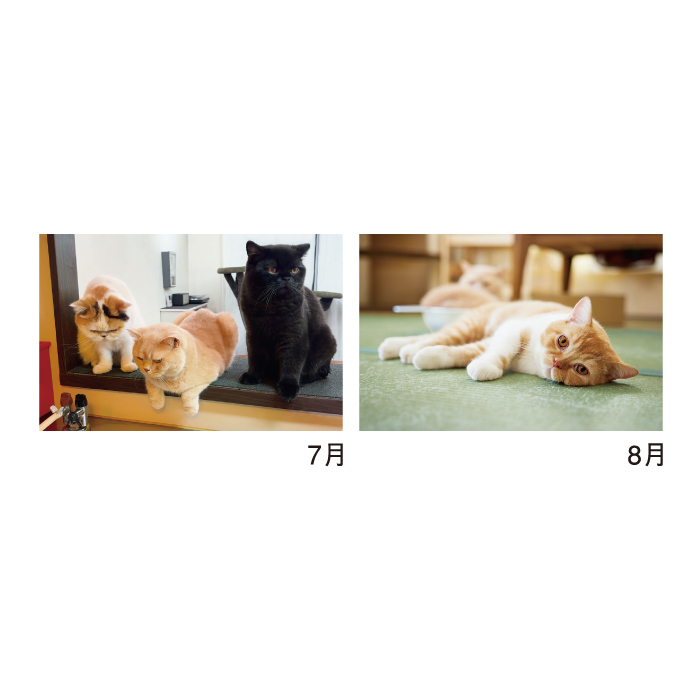 新日本カレンダー カレンダー 2027 壁掛け ねこと生活 みかんとじろう