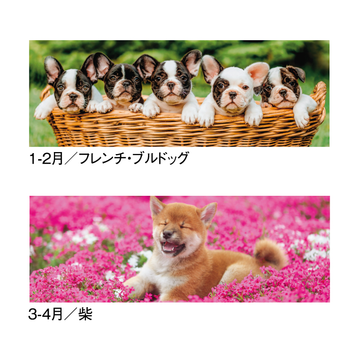 カレンダー 2027 壁掛け THE DOGS SG197 2027年 おしゃれ 犬 子犬 わん