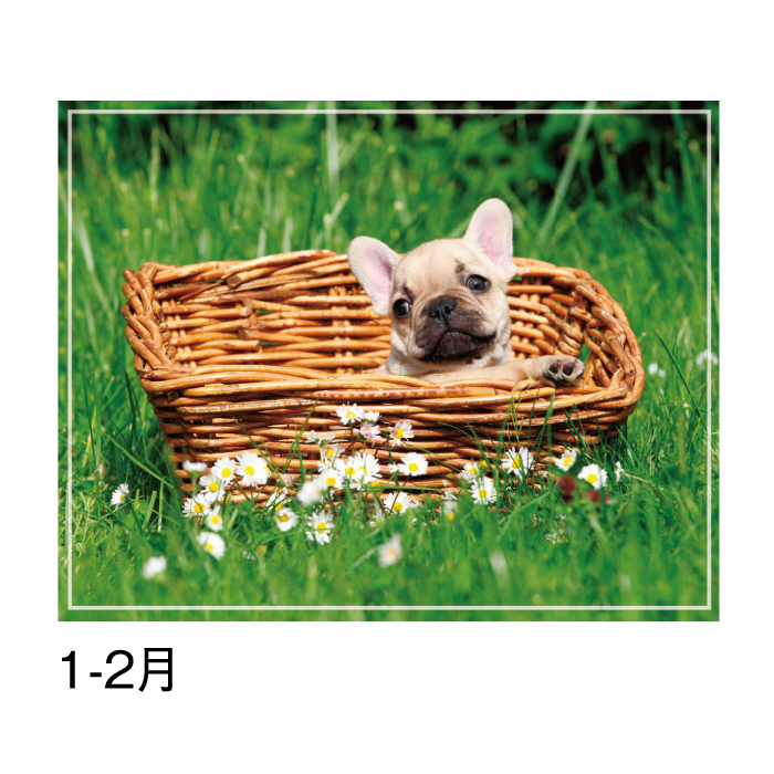 カレンダー 2026年 壁掛け マイスウィーティードッグ SG162 2026 犬