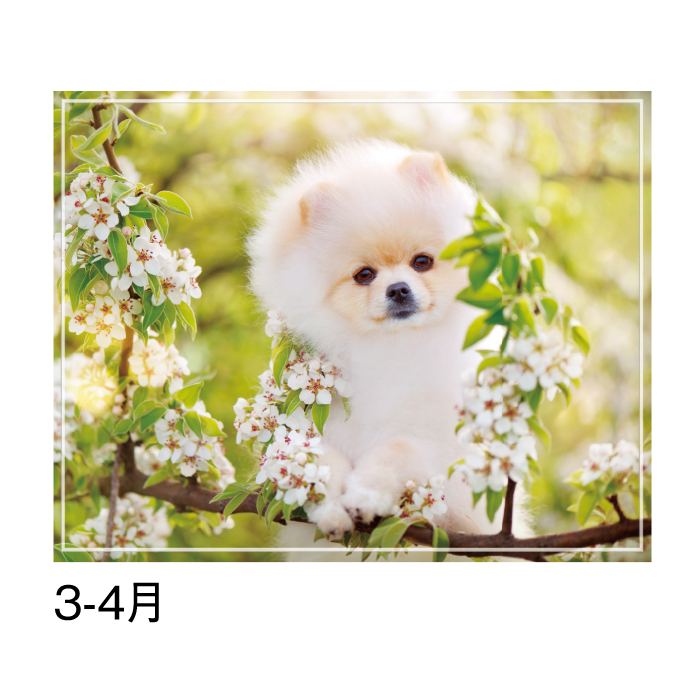 カレンダー 2026年 壁掛け マイスウィーティードッグ SG162 2026 犬