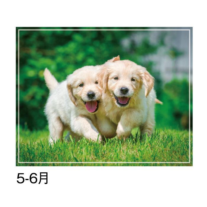 カレンダー 2026年 壁掛け マイスウィーティードッグ SG162 2026 犬