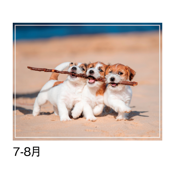 カレンダー 2026年 壁掛け マイスウィーティードッグ SG162 2026 犬