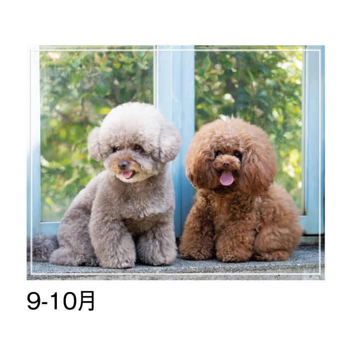 カレンダー 2026年 壁掛け マイスウィーティードッグ SG162 2026 犬