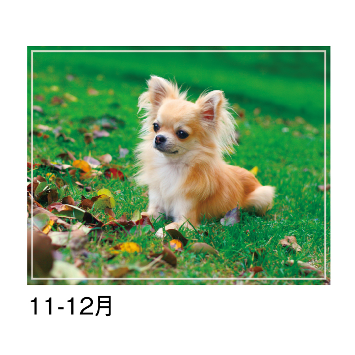 カレンダー 2026年 壁掛け マイスウィーティードッグ SG162 2026 犬