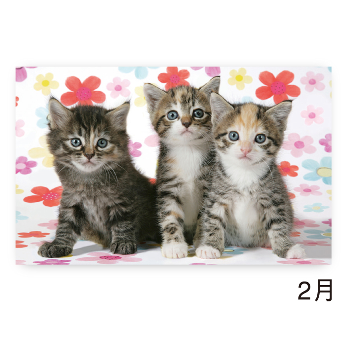 新日本カレンダー カレンダー 2026年 壁掛け サンキュー・キャット