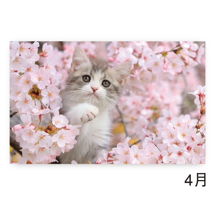 新日本カレンダー カレンダー 2026年 壁掛け サンキュー・キャット