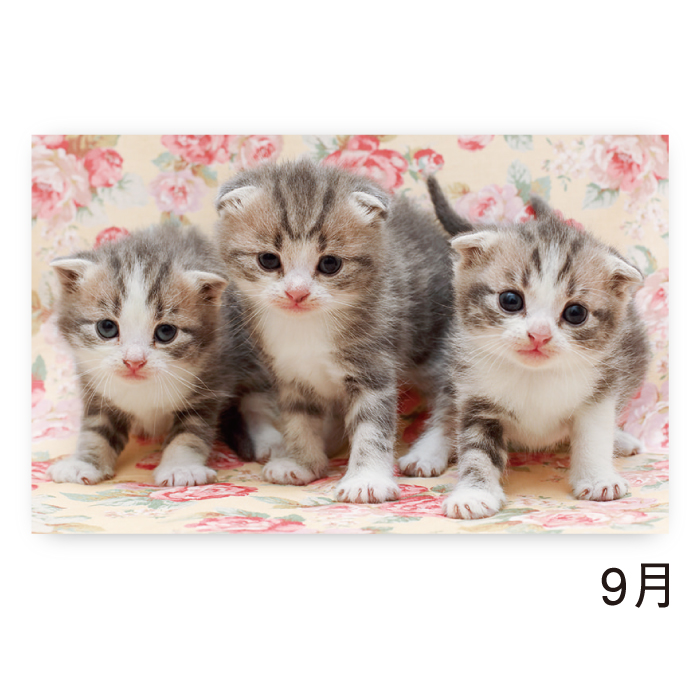 メルカリで24時間以内に売れなければ300円❗️「みんな待ってる花猫ニャンコ」 メルカリで24時間以内に売れなければ300円❗️「みんな待ってる