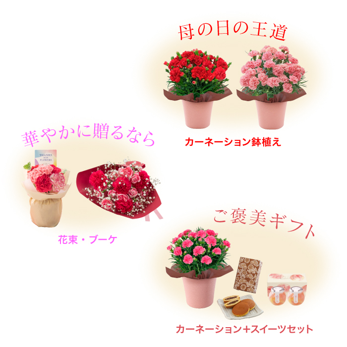 母の日のプレゼントにも♪ 寄せ植え　花■カーネーションの花束のような寄せ植え 送料無料 母の日 フラワーギフト 2026 カーネーション 日比谷花壇