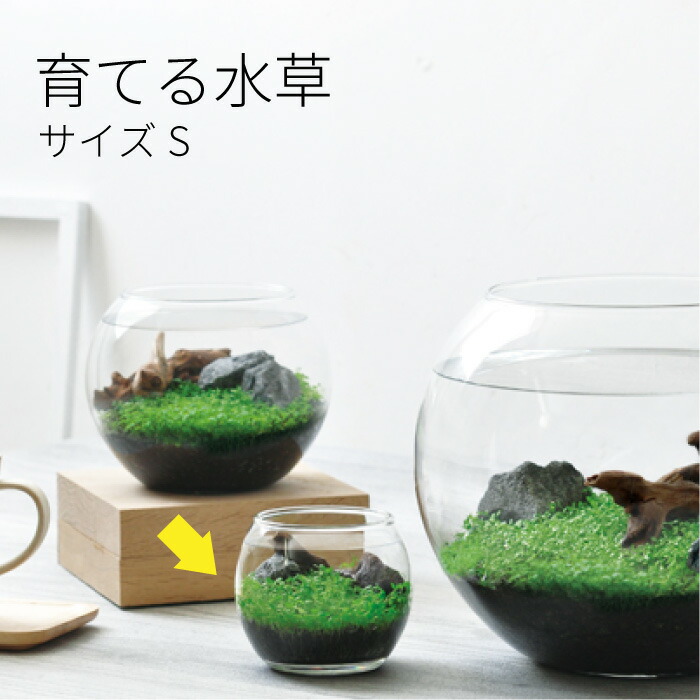 育てる水草 S GD-812 水草 栽培 キット かわいい アクアリウム 育てる