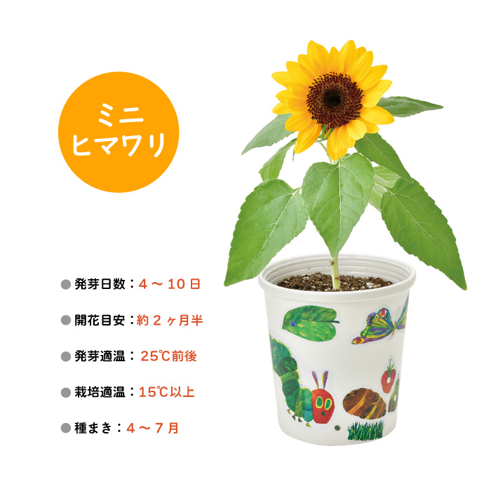 はらぺこあおむし 栽培セット 栽培キット おし...の詳細画像5