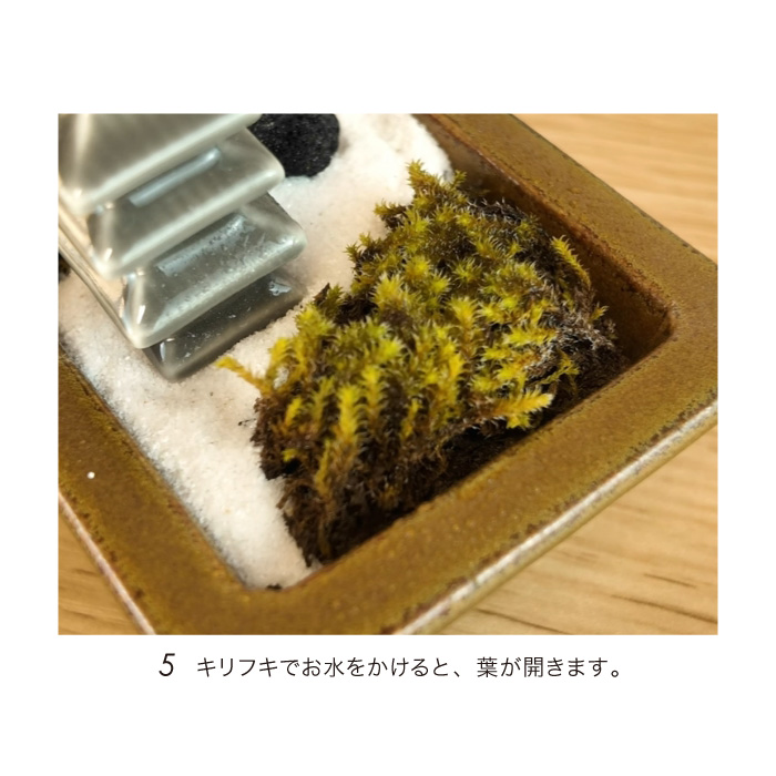 スナゴケのおすすめ人気商品一覧 通販 - Yahoo!ショッピング