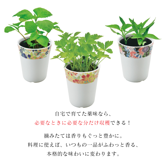 薬味栽培セット 和心薬味 美濃焼 友禅柄 三つ葉 ミツバ 紫蘇 シソ