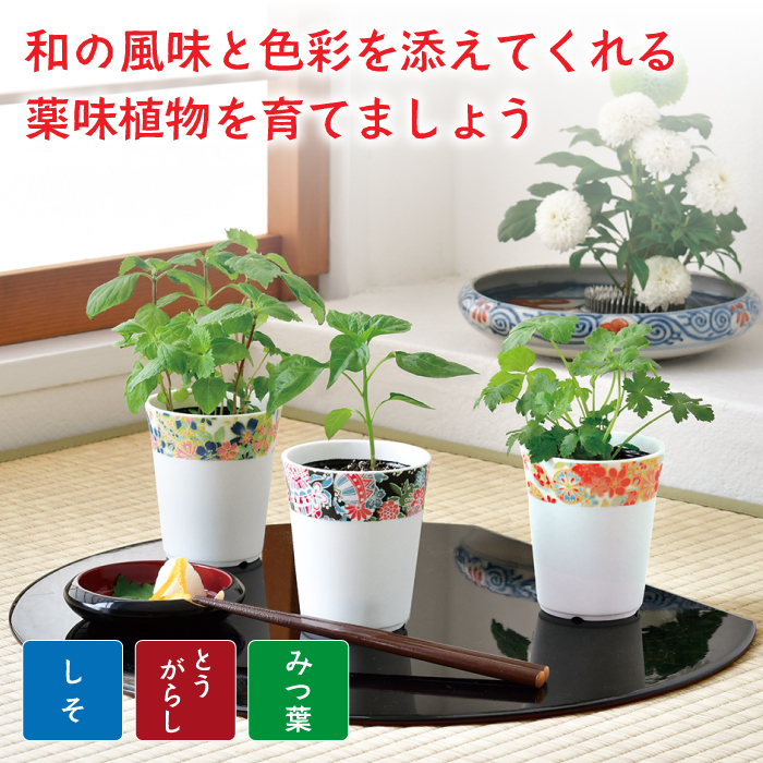 薬味栽培セット 和心薬味 美濃焼 友禅柄 三つ葉 ミツバ 紫蘇 シソ