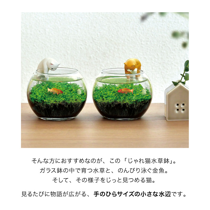 じゃれ猫水草鉢 ミニアクアリウム風 水草栽培キ...の詳細画像2