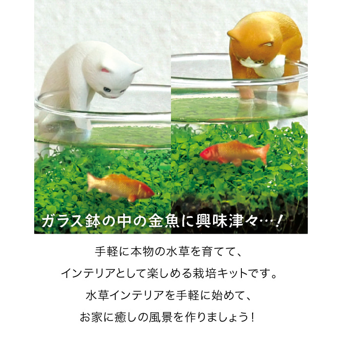 じゃれ猫水草鉢 ミニアクアリウム風 水草栽培キ...の詳細画像3