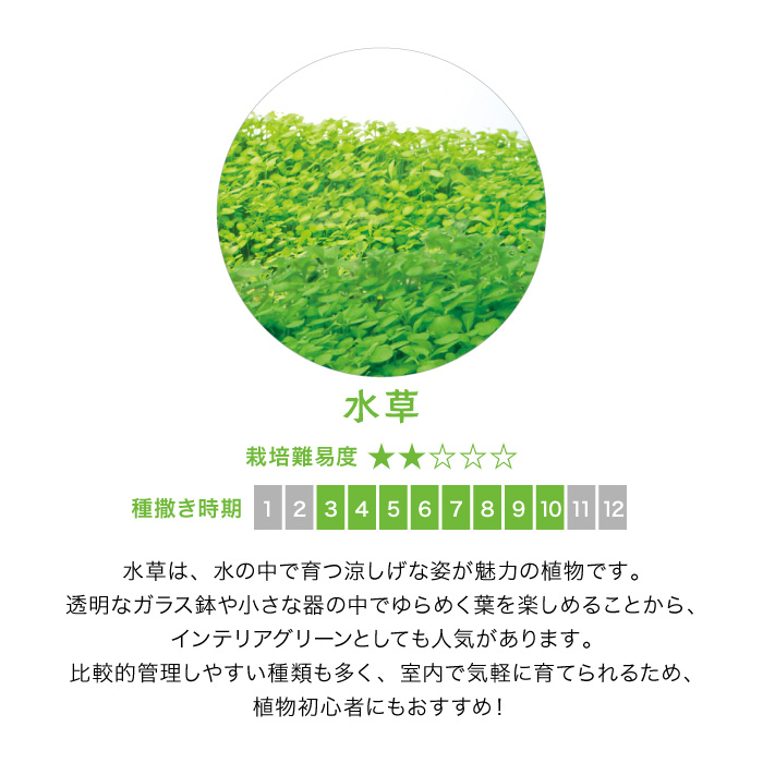 じゃれ猫水草鉢 ミニアクアリウム風 水草栽培キ...の詳細画像4