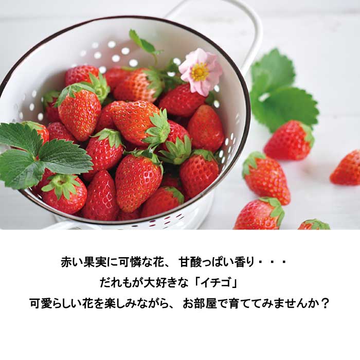 スタンド（白）と植物育成球セット。お部屋の中で、イチゴが栽培できます。 ichigo_1.jpg