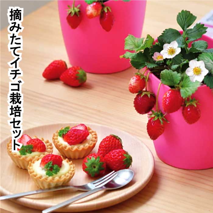 いちごです。　　　　ゴブラン織り　大型タペストリー　ドライクリーニング済み いちご様専用です。 ゴブラン織り 大型タペストリー ドライ