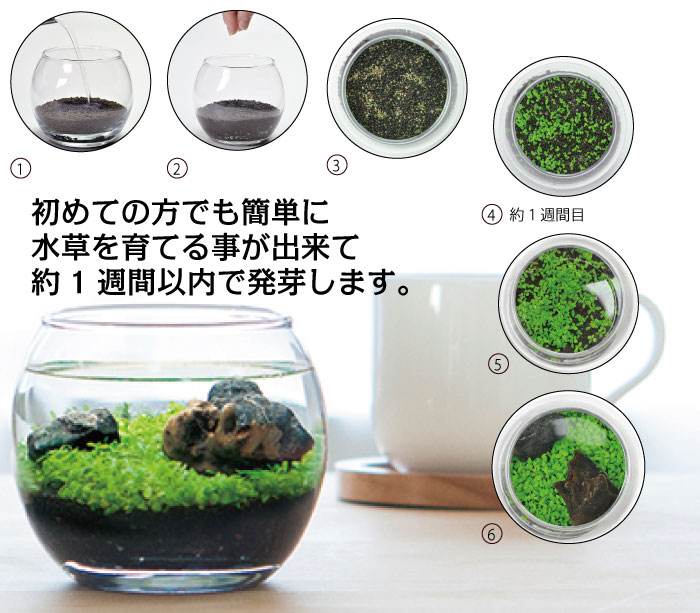 育てる水草 S GD-812 水草 栽培 キット かわいい アクアリウム