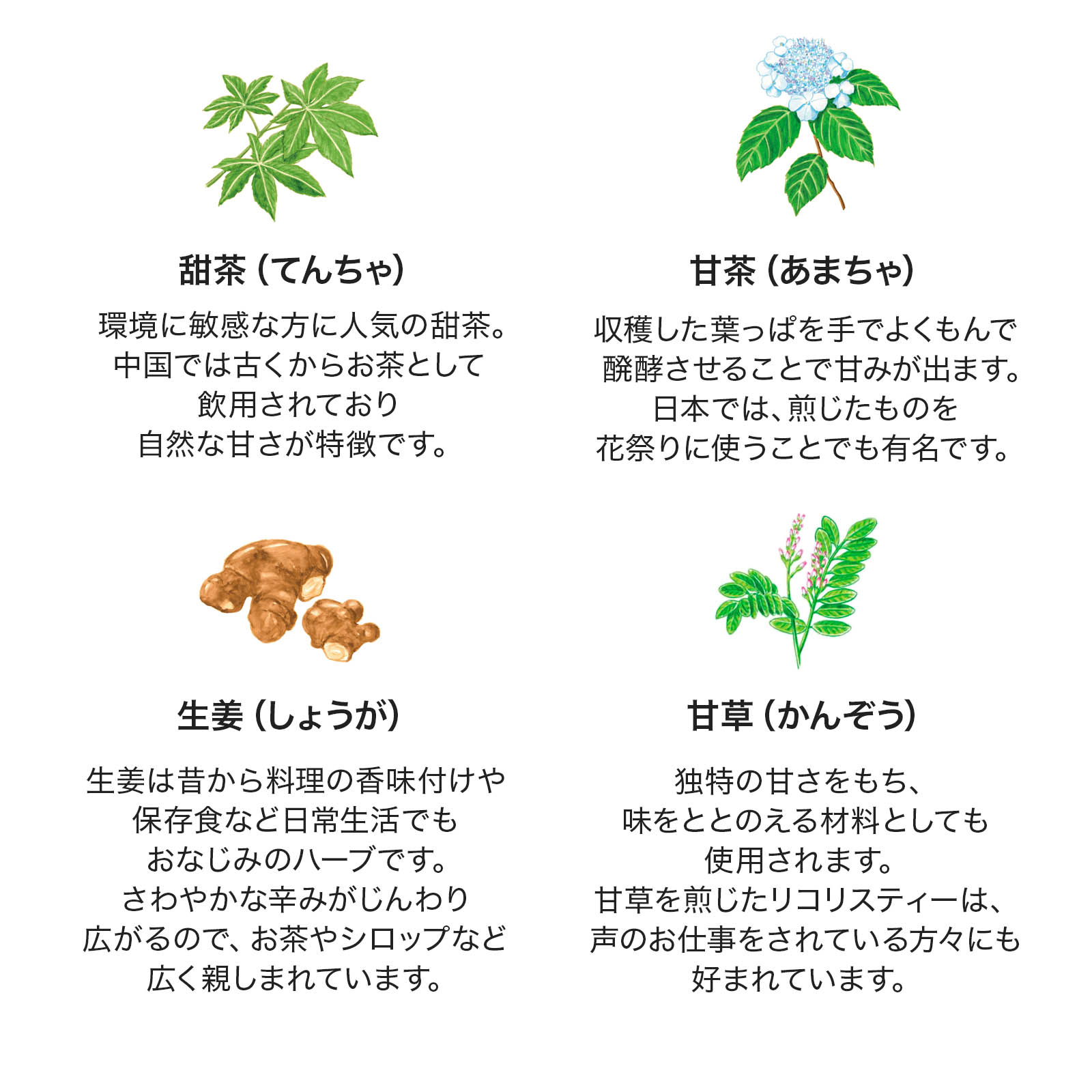 甜茶・生姜・甘茶・甘草（4つのハーブの説明）