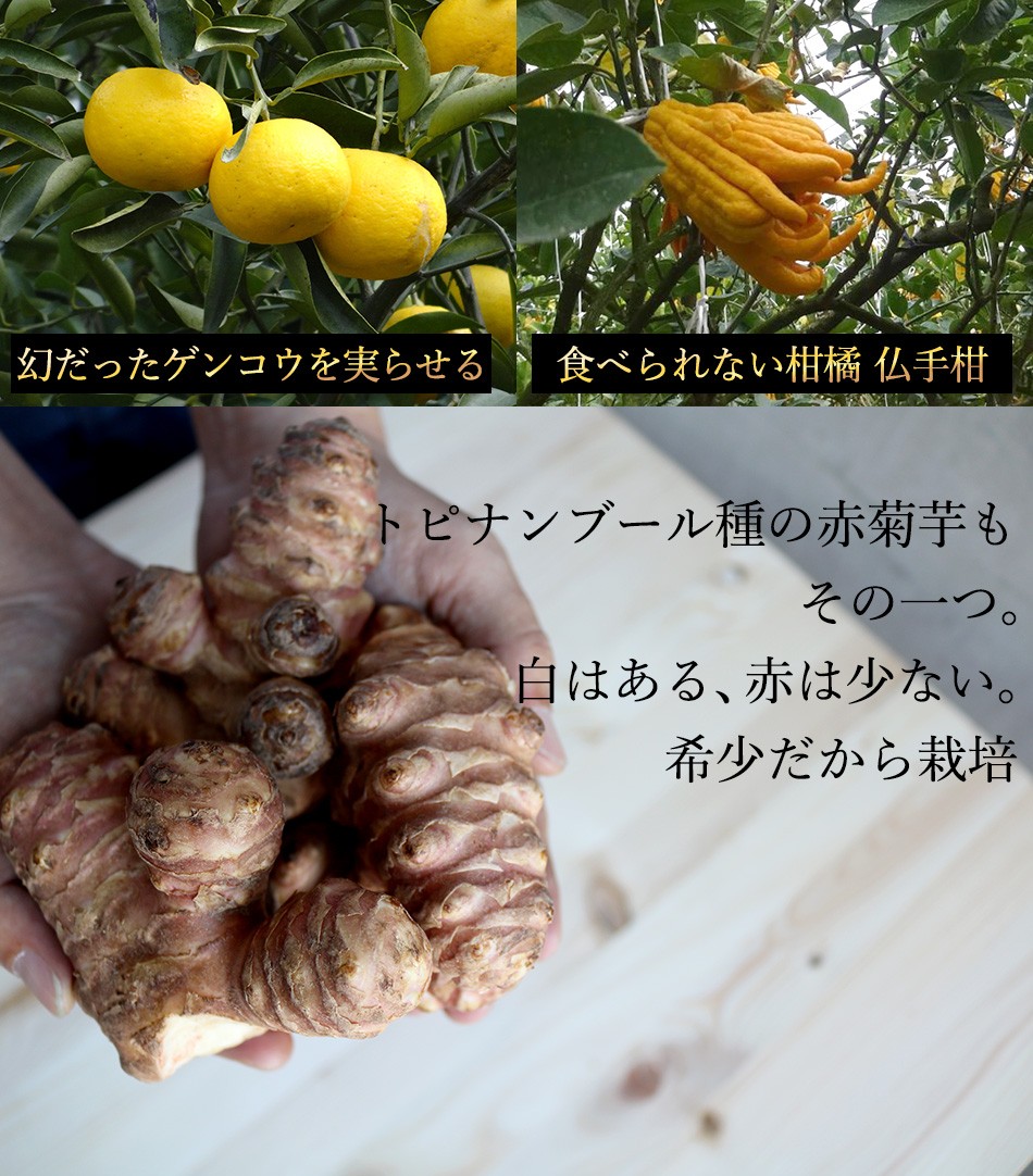 イヌリン効果 赤菊芋パウダー キクイモ粉末 中性脂肪 糖質対策