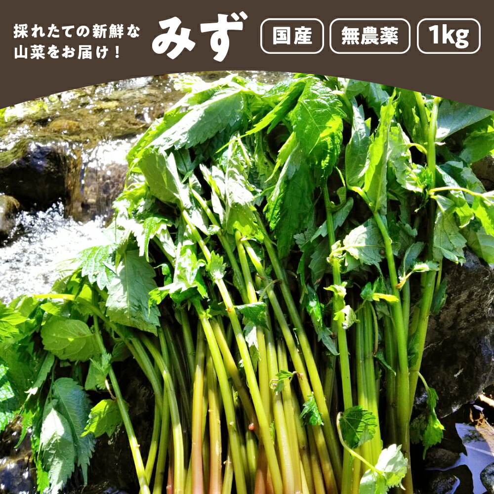 ハル様専用 山菜 ミズ 新潟県産 採れたて新鮮発送 3キロ クール