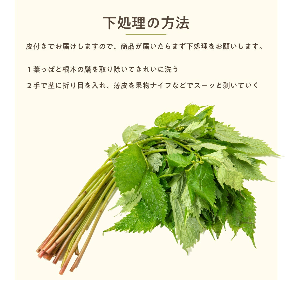 ハル様専用 山菜 ミズ 新潟県産 採れたて新鮮発送 3キロ クール