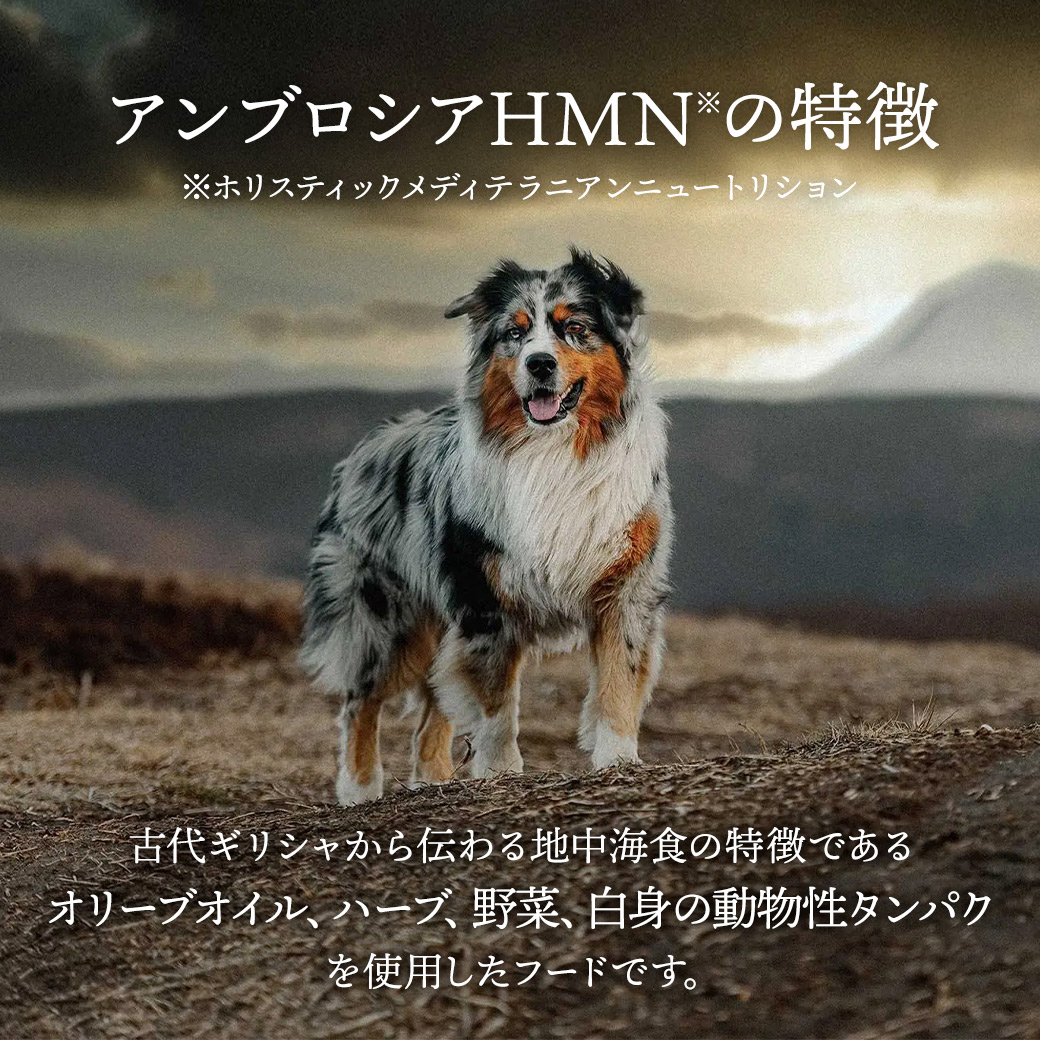 アンブロシア DOG HMN ターキー 1.5kg ドッグフード ドライフード 犬のごはん 地中海食 肉 グレインフリー アレルギー 皮膚 被毛 関節｜john-coco｜07