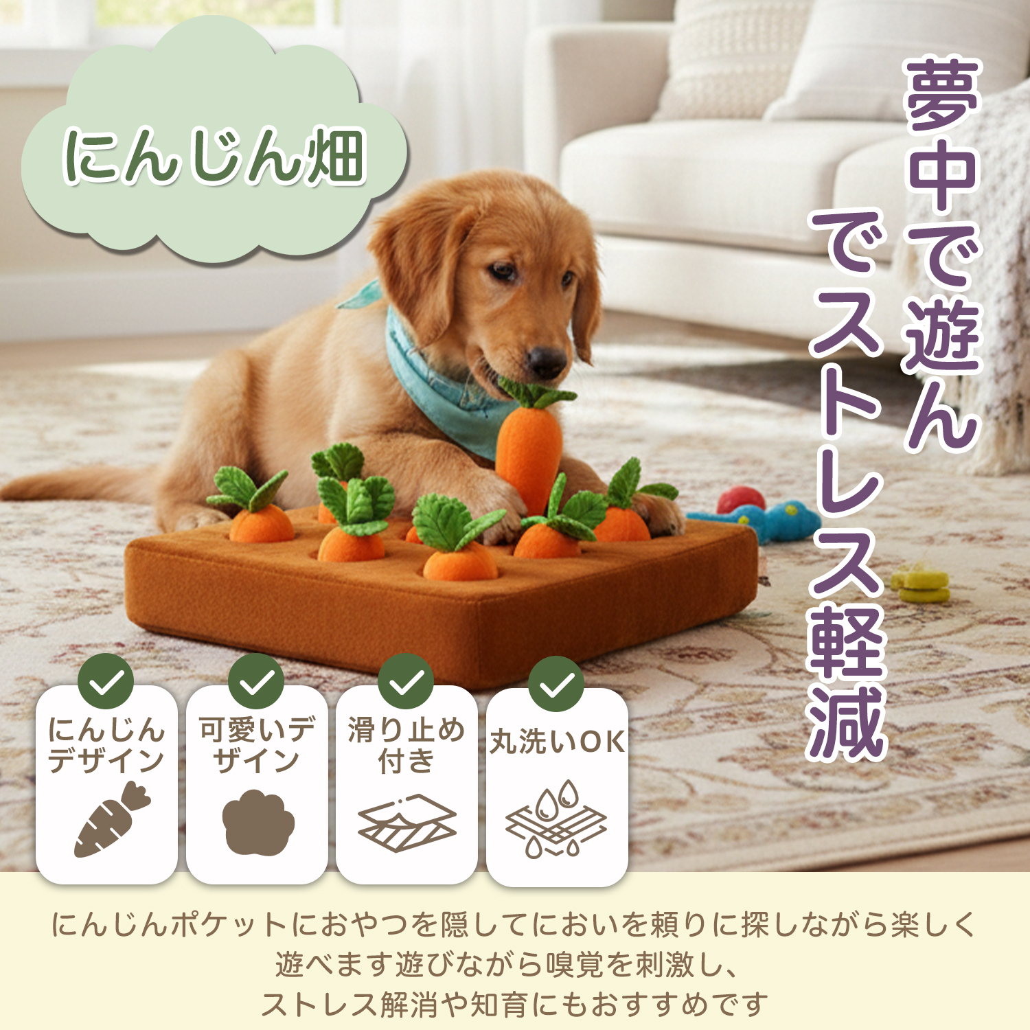 ビションフリーゼ犬 ビション ダックスンド ノーズワーク にんじん畑