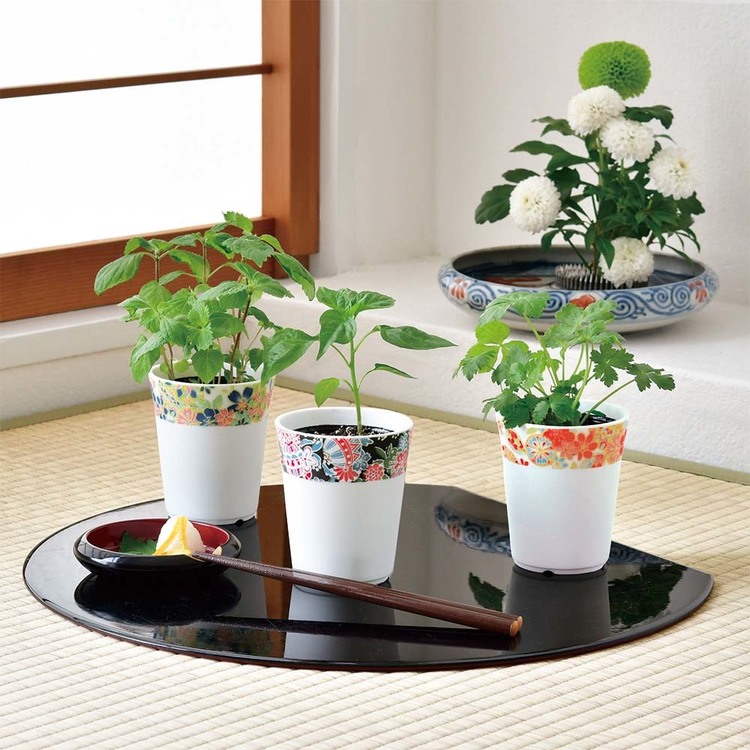 栽培キット栽培セットしそとうがらしみつ葉聖新陶芸和心薬味 