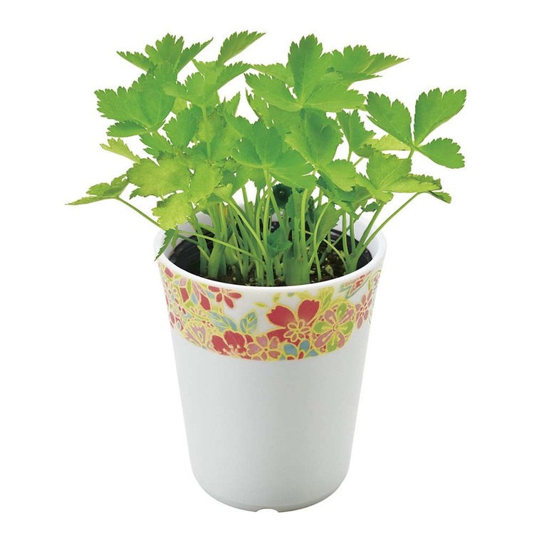 栽培キット栽培セットしそとうがらしみつ葉聖新陶芸和心薬味 