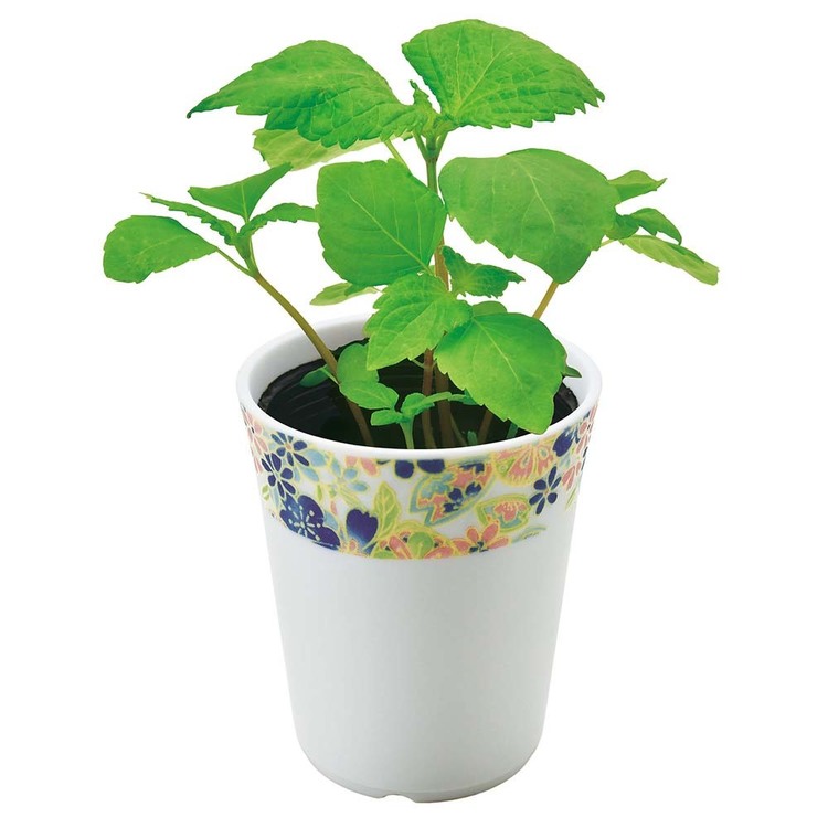 栽培キット栽培セットしそとうがらしみつ葉聖新陶芸【3種セット】和心薬味 