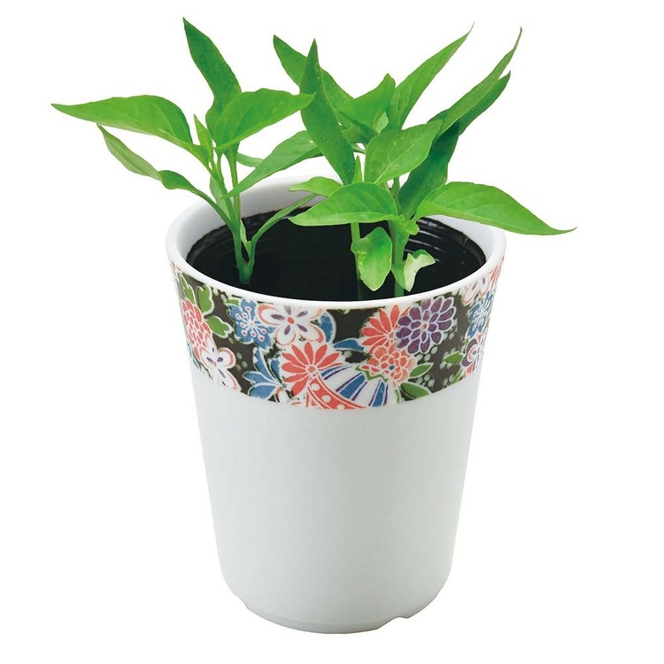 栽培キット栽培セットしそとうがらしみつ葉聖新陶芸【3種セット】和心薬味 