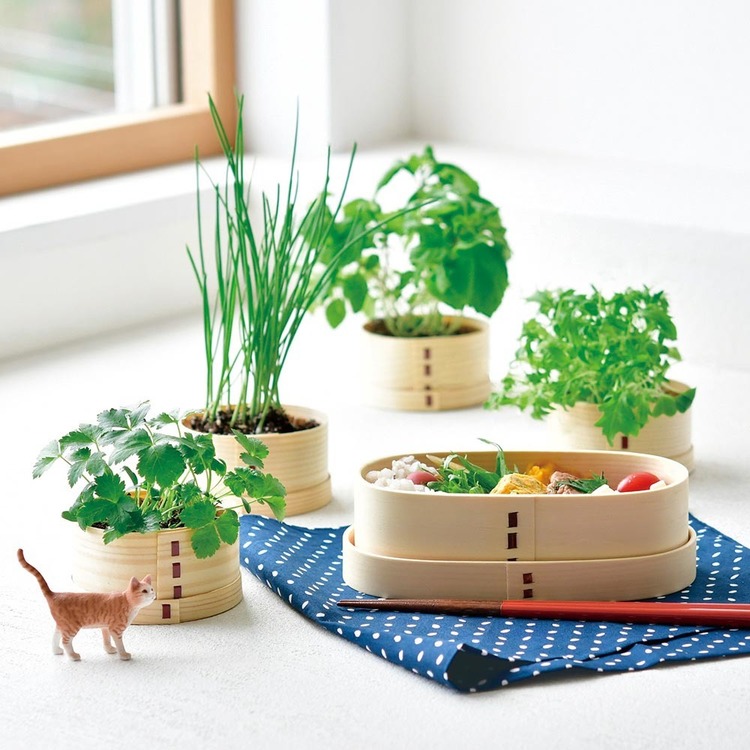 栽培キット栽培セット三つ葉しそ水菜ネギ葱聖新陶芸猫富士わっぱ 