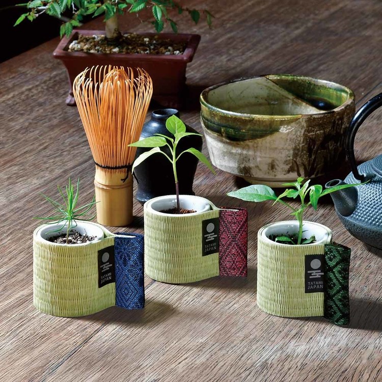 栽培キット栽培セット黒松鷹の爪五色とうがらし聖新陶芸【3種セット】お芽でたおちょこ畳 